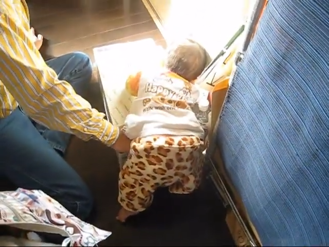 かわいい豹