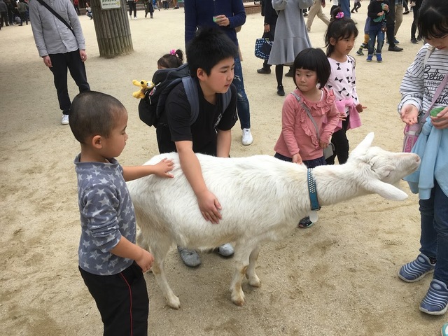 ふれあい広場で恐る恐るやぎをなでるぽんたん